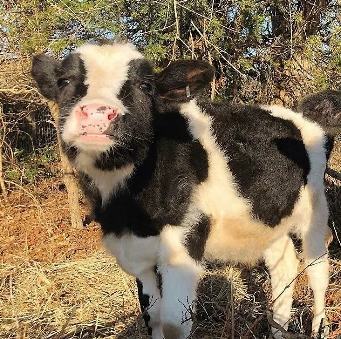 Adorable cow in a sunny field, looking at the camera with a curious expression.