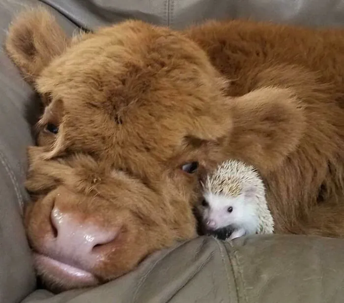 Adorable cow resting with a hedgehog snuggled beside it.