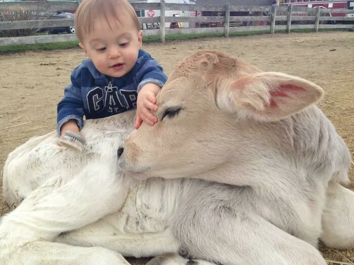 Baby interacting with an adorable cow lying down, creating a heartwarming scene.