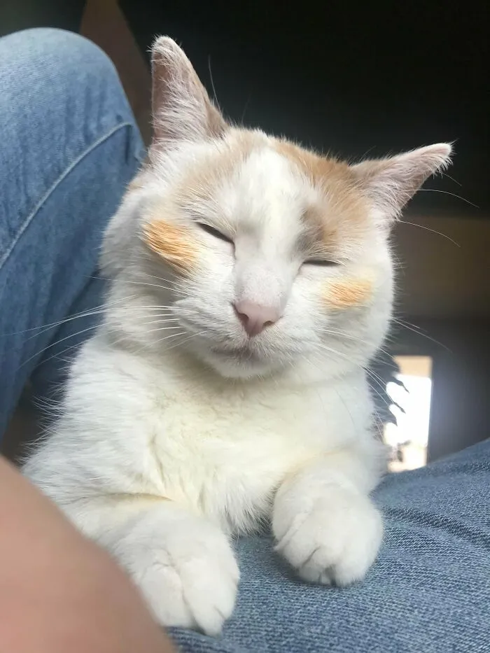Siempre que hago fideos para cenar mi gato encuentra algún plato sin lavar y termina con rubor de marinara