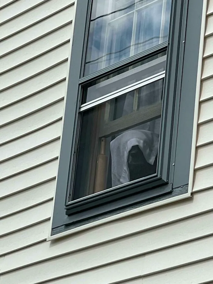 El perro de mi novia, saludándome desde la ventana