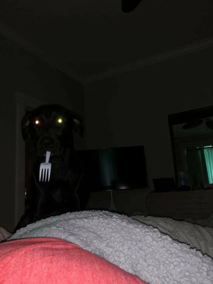 Fork Thief