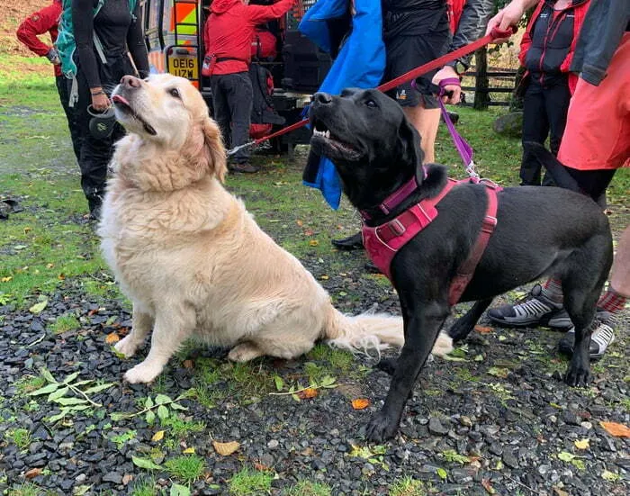 Mientras paseaba a sus perros, un hombre de 71 años sufrió un ataque. Estos dos perros salvaron a su dueño