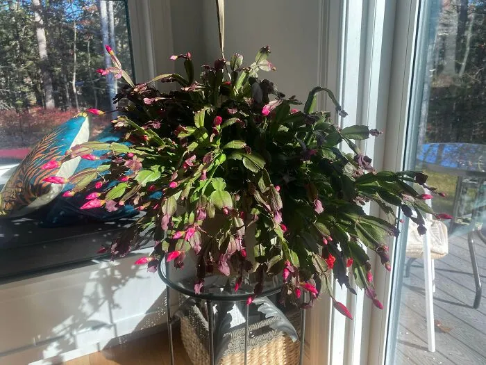Cactus de Acción de Gracias heredado de la familia, 100 años, tres generaciones en la familia