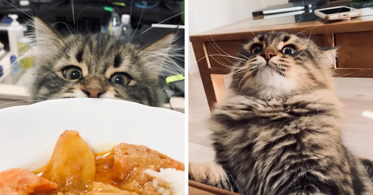 34 Fotos de este gato que tiene más expresiones faciales que la mayoría de los humanos