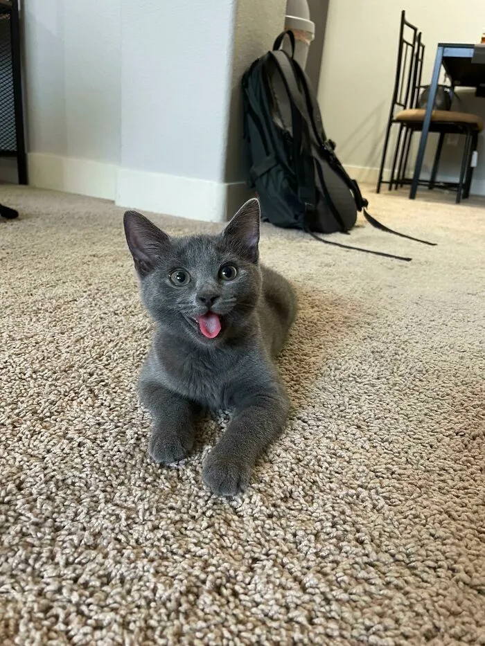 A mi gatito le gusta sacar la lengua (se piensa que es un perro)