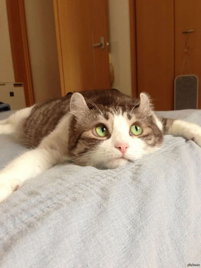 A Veces Solo Quiero Ser "Gato"