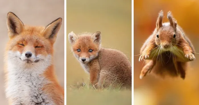 I Capture Beautiful Moments In Wildlife, Here Are My 30 Recent Photos