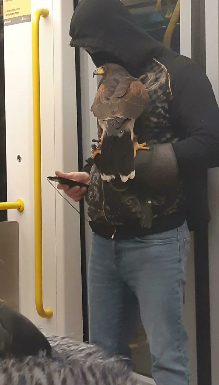 Harris Hawk On The Metrolink - Apparently She Was Afraid Of The Fireworks