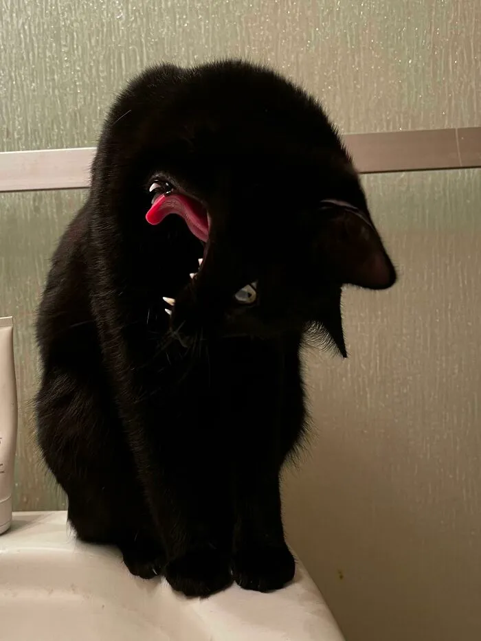 Caught My Cat Yawning While Tilting Her Head. Confirmed Eldritch Horror