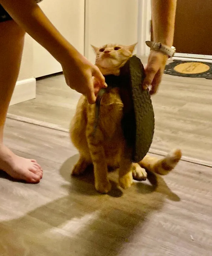Sandals Are His Favorite Toy.. Until He Gets Stuck And I Have To Save Him