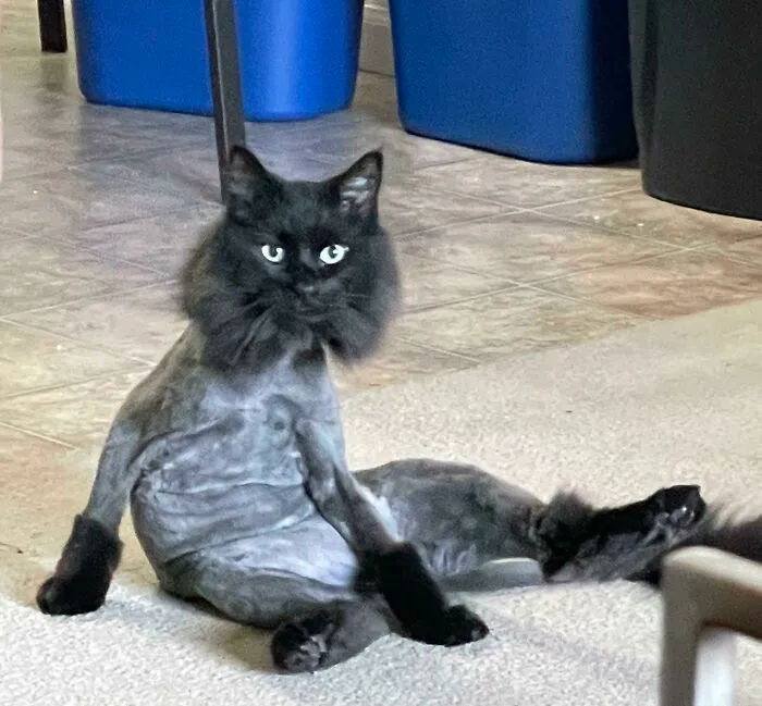 Doodles Refuses To Let Me Brush Him, So About Once A Year He Has To Be Shaved Down Because His Fur Gets Matted. He Was Especially Unimpressed This Year