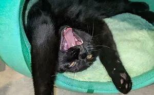 50 Times Cats Hilariously Malfunctioned, Making Owners Ask “What’s Wrong With My Cat?” (New Pics)