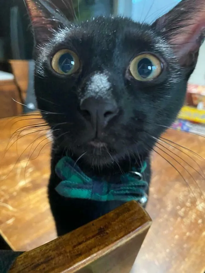 Este es Jack y está disponible para que puedan adoptarlo. Por desgracia, todo el mundo cree que es un alien