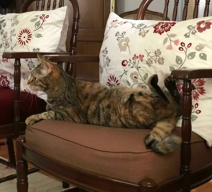 Half Of Cat Stopped Working
