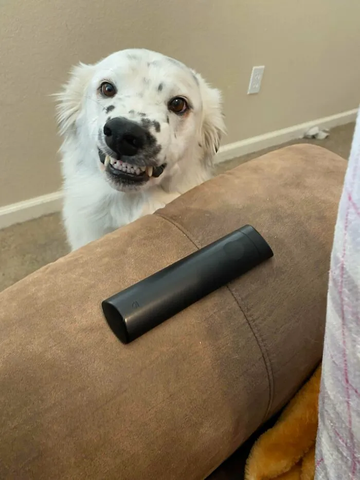 He Thinks This Face Will Convince Me To Let Him On The Couch