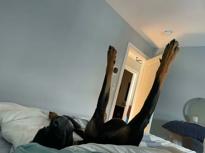 Why Is He Like This