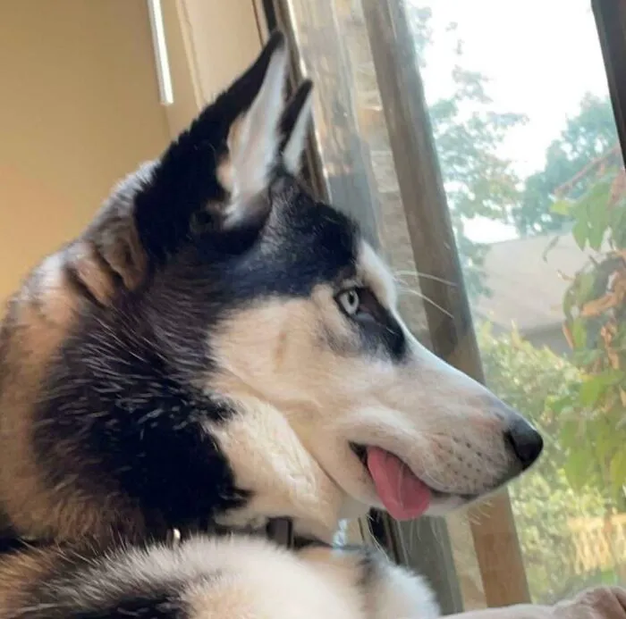 His Name Is Blue And He Isn’t The Smartest