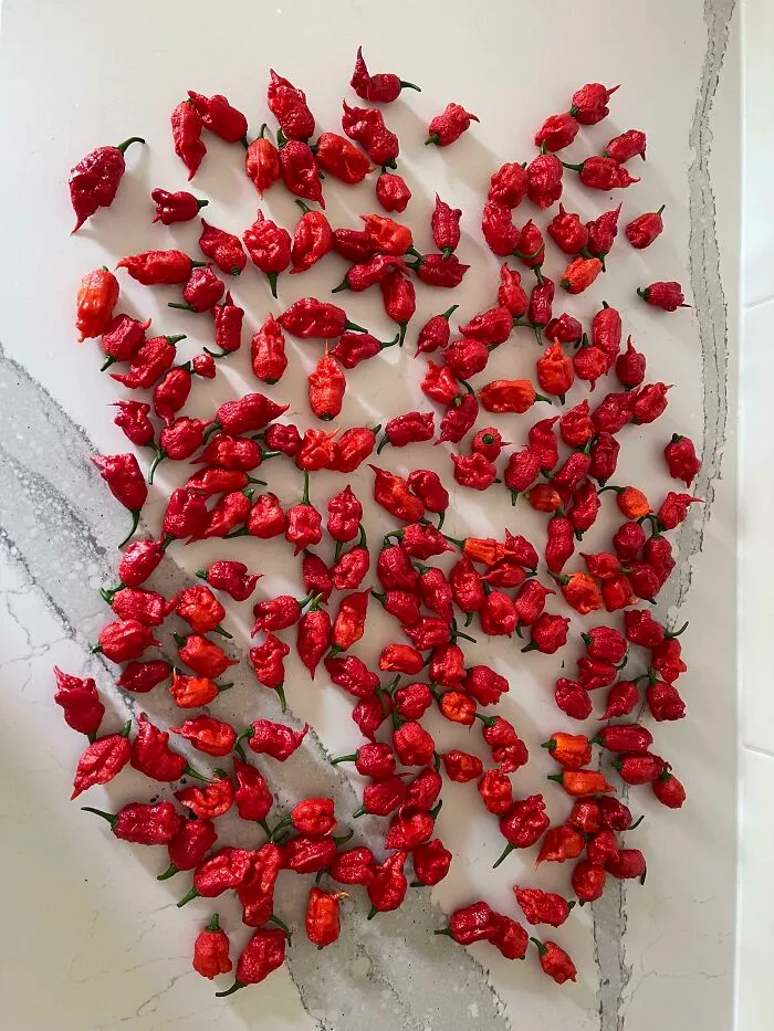Carolina Reapers I Harvested Yesterday From One Plant