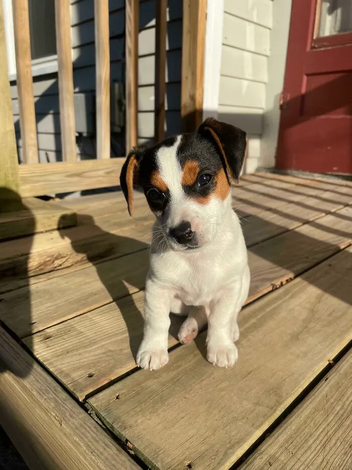 Penny
