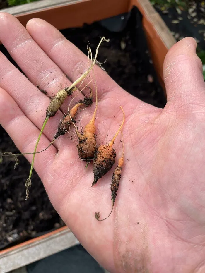 First Time Trying To Grow Carrots From Seeds. 6 Months Later
