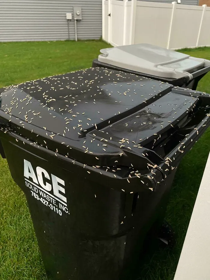 Primero pensé que era arroz en mi contenedor de basura esta mañana, pero después de una mirada más cercana se estaban moviendo…