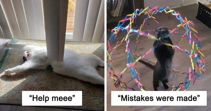 50 Of The Derpiest Cats Caught On Camera (New Pics)