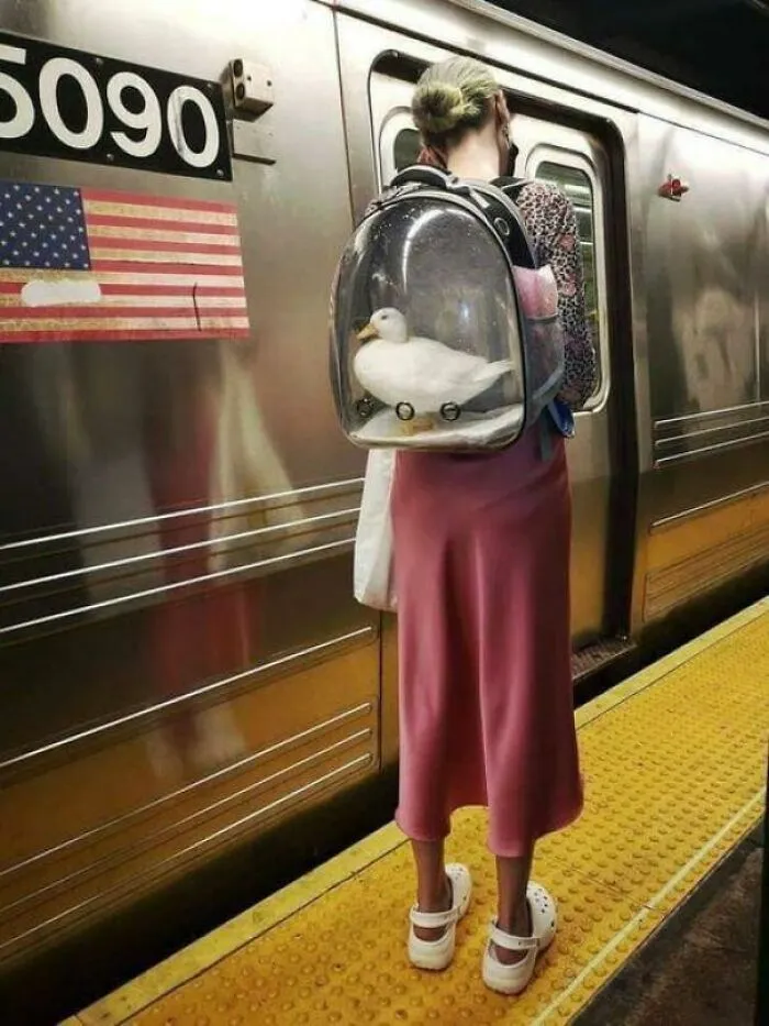 50 Divertidas fotos sin contexto que se vuelven más extrañas cuanto más las miras