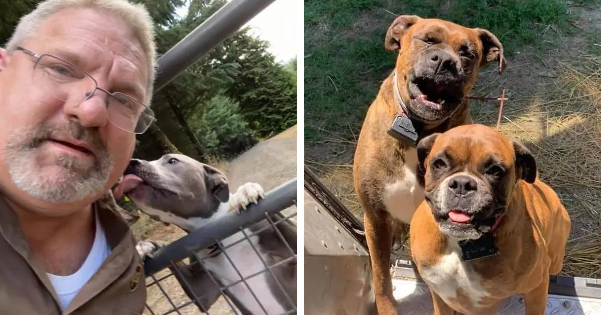 30 Conductores de UPS que se encontraron perros en sus rutas y compartieron las fotos en este grupo (Nuevas imágenes)