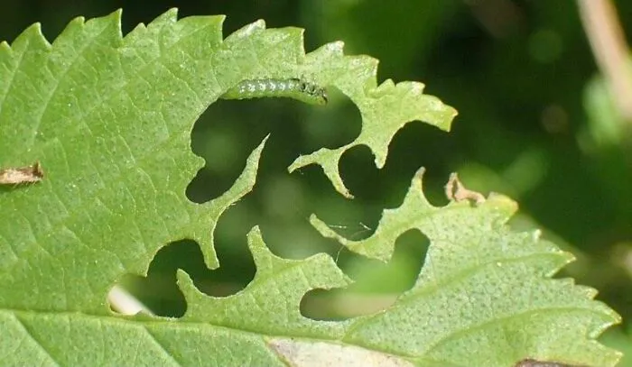 This Caterpillar Eating A Leaf But All I Can See Is Squidward’s Interpretive Dance