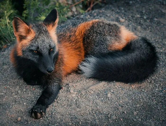 Majestuoso zorro cruzado