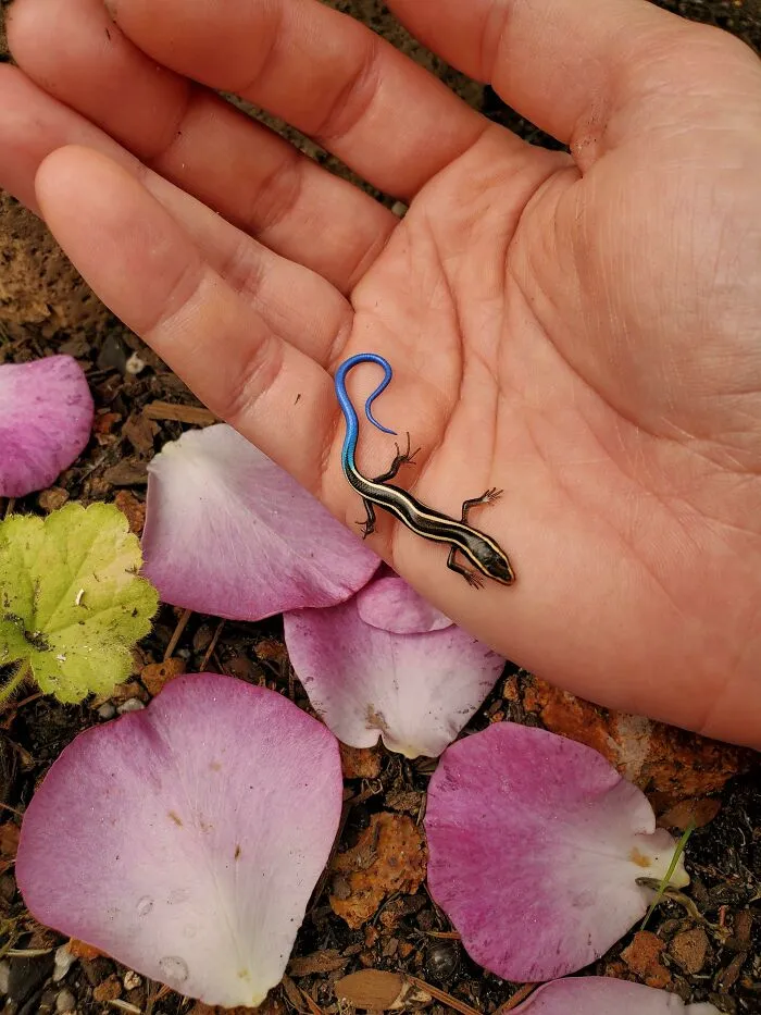 My Wife Found This Tiny Skink In Our Garden, Some Much Needed Brightness On A Grey, Smoky Day