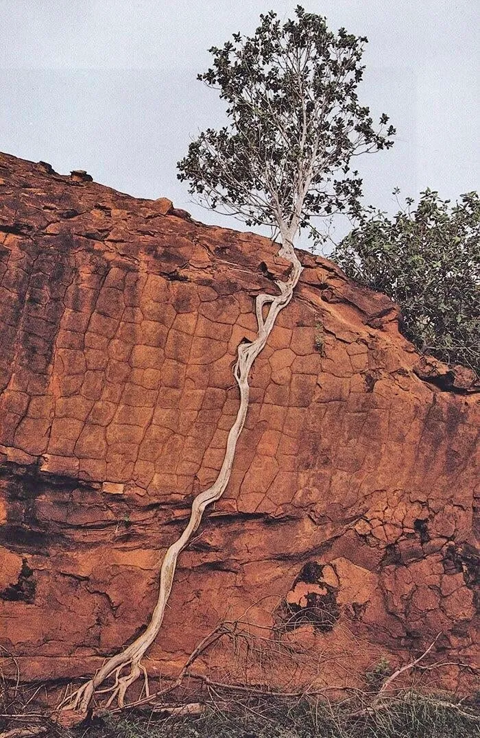 Árbol con mucha voluntad