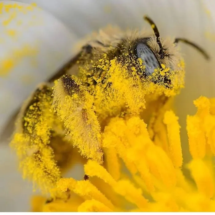 Highly Successful Honeybee