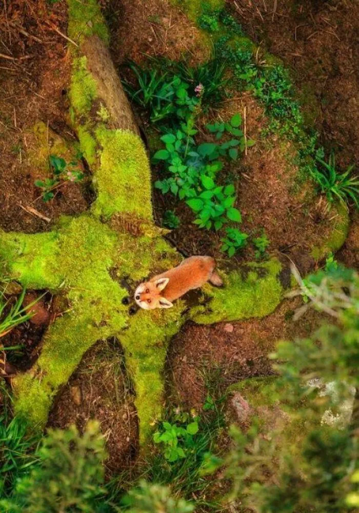 A Fox Looking Up At A Drone