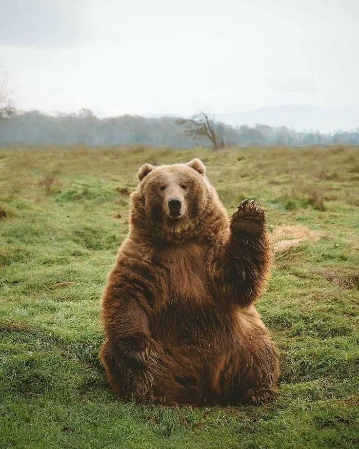 Absolute Unit Kodiak Bear