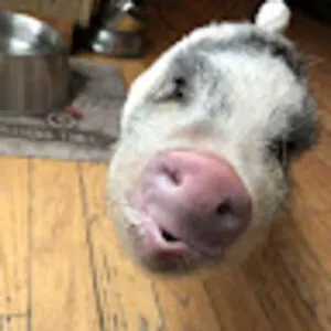 Snorky The Pig