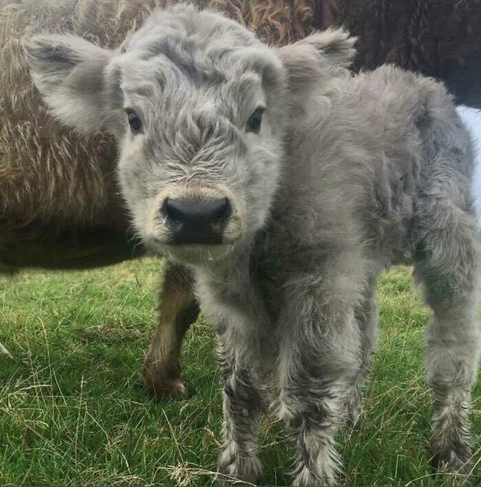 May I Offer You A Picture Of A Cute Cow During These Trying Times
