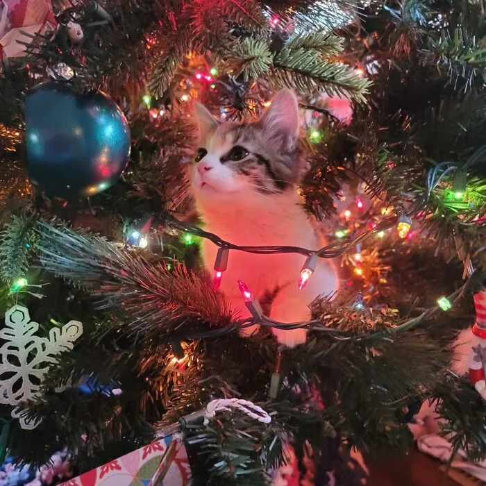 Tiabeanie Is Thoroughly Enjoying Her First Christmas