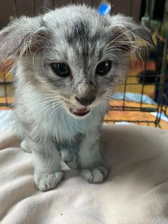 Just Adopted This Stray Kitty And He Needs A Name