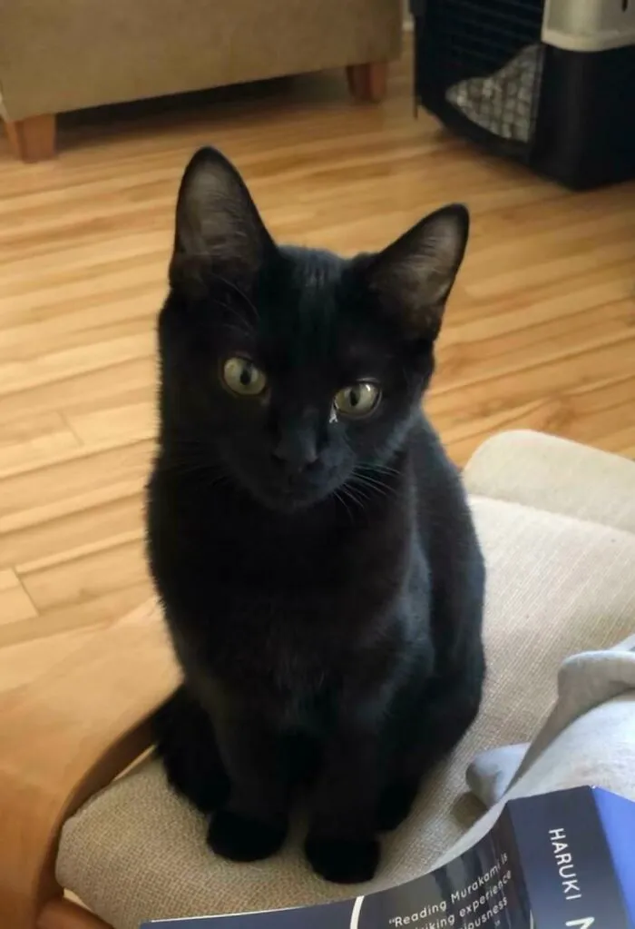 We Adopted Little Salem A Week Ago. She Was Incredibly Timid And Would Hide Whenever She Saw Us. She Now Comes To Check Us Out When We Are Reading. I Think We Are Making Progress!!!
