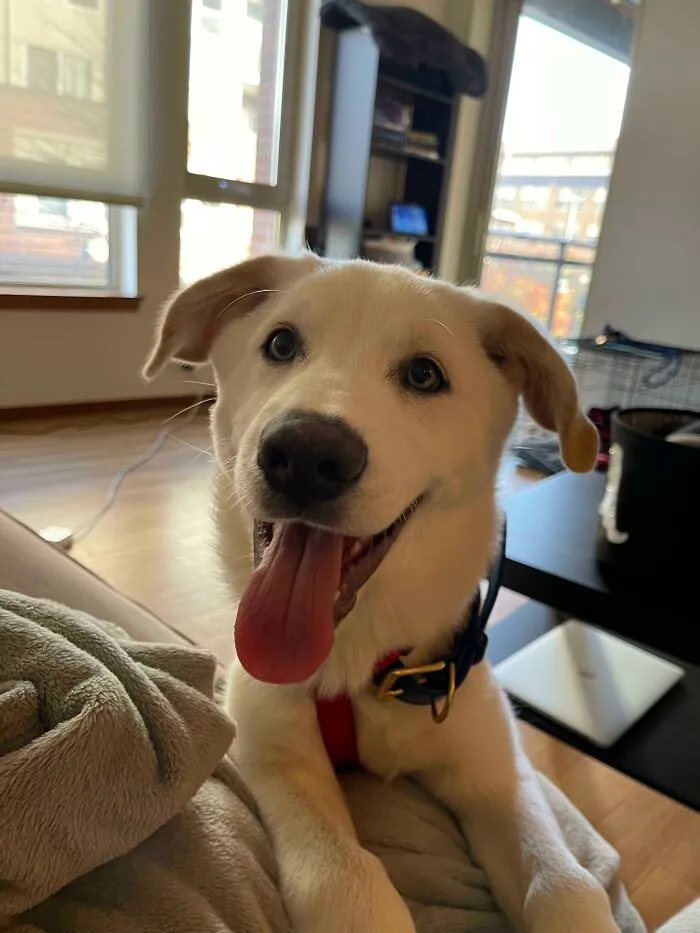 ¡Acabo de adoptar un cachorro de Husky-Weimaraner y es el chico más feliz del mundo!