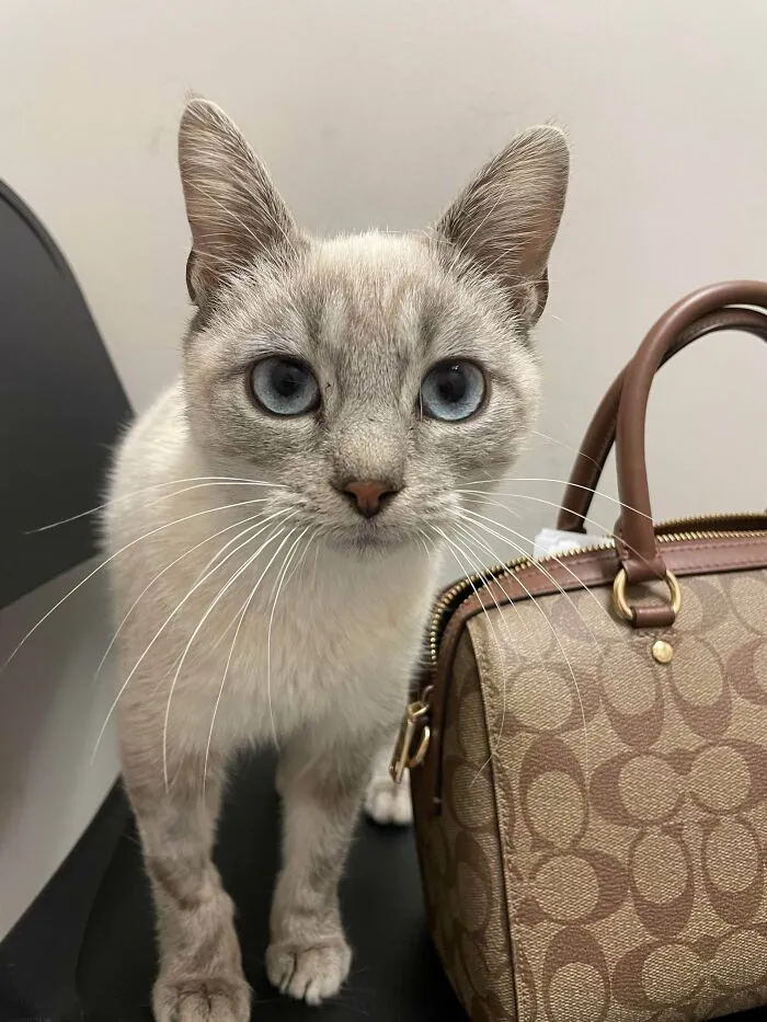 Acabo de adoptar esta belleza hoy. Actualmente está escondida bajo la cama y le estamos dando tiempo para que se adapte. Estamos emocionados por cuando se sienta cómoda y salga de su caparazón