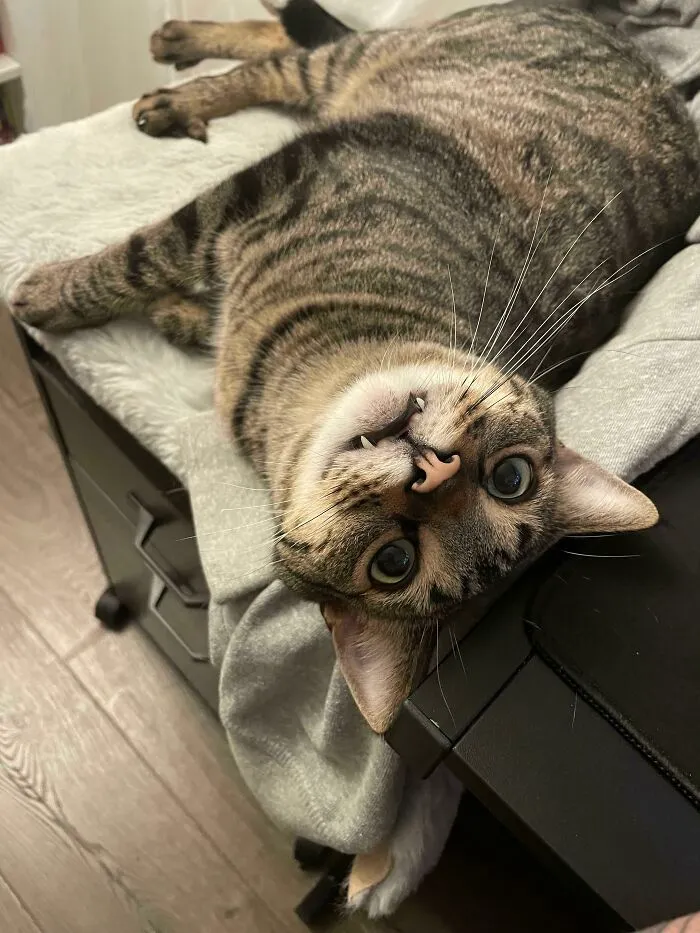 Adopté a un vampiro