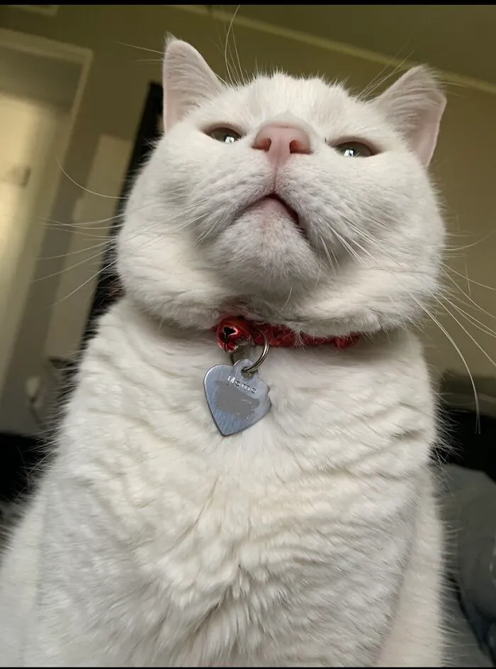 Adoptamos al gato más fotogénico