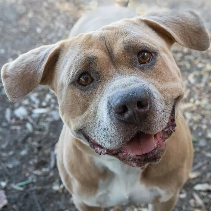 ¿Cómo deberíamos llamar a este dulce niño? Es todo dulzura, tontorrón, su trasero baila muy rápido cuando se excita, y se lleva bien con todas las personas y animales. Tampoco tiene dientes, fue rescatado con nosotros y está recibiendo su segunda oportunidad