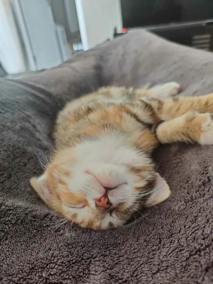 Mi pareja y yo adoptamos un pequeño bebé