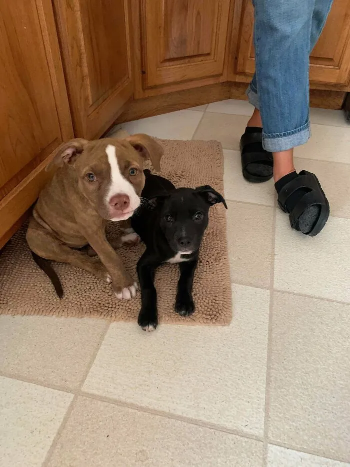 Oficialmente adoptado mi fracaso de acogida Nova hoy. Mi mamá tiene a su hermana Lily
