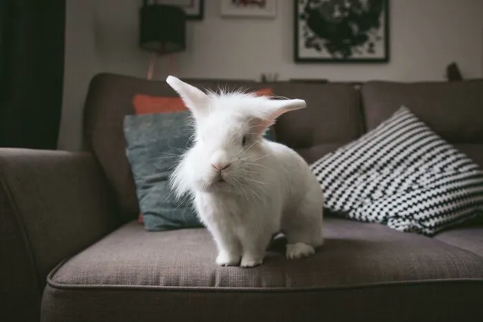Este es Jeff. Lo adoptamos hace un par de días. Es un buen chico, y obviamente muy guapo
