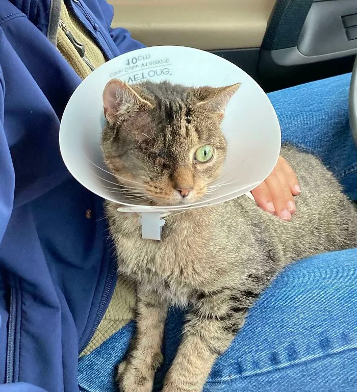 ¡Acabamos de adoptar a esta dulce pirata de 7 años y ya la queremos mucho!